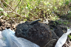 Trachylepis comorensis