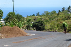 Trachylepis comorensis