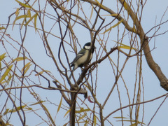 Parus minor