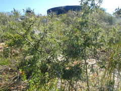 Asparagus mariae