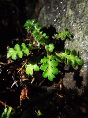 Nemophila pedunculata