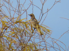 Turdus eunomus