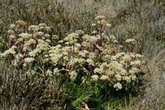 Aciphylla glacialis