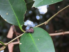 Ricania sublimata