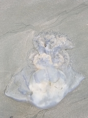 Rhizostomatoidea