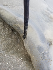 Rhizostomatoidea