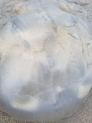 Rhizostomatoidea