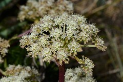 Aciphylla glacialis