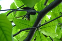 Pteropus seychellensis comorensis
