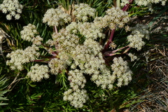 Aciphylla glacialis
