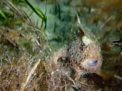 Thymichthys politus