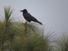 Corvus macrorhynchos