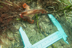 Thymichthys politus