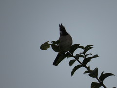 Pycnonotus leucogenys