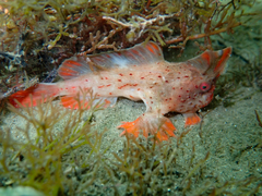 Thymichthys politus