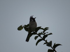 Pycnonotus leucogenys