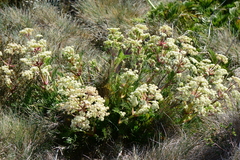 Aciphylla glacialis