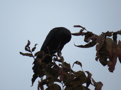 Corvus macrorhynchos