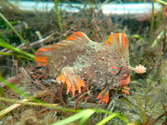 Thymichthys politus