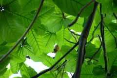 Pteropus seychellensis comorensis