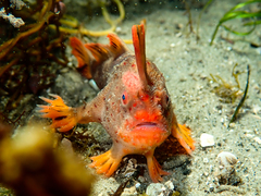 Thymichthys politus