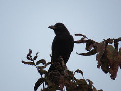 Corvus macrorhynchos
