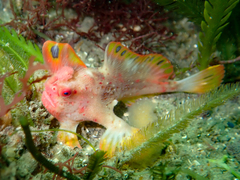 Thymichthys politus