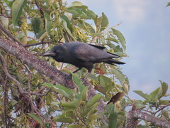 Corvus macrorhynchos