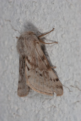 Lycia florentina