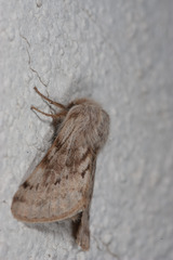 Lycia florentina