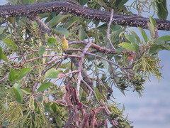 Aethopyga gouldiae