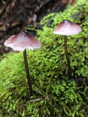 Mycena bulliformis