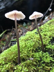 Mycena bulliformis