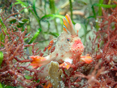 Thymichthys politus