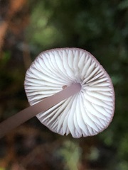 Mycena bulliformis
