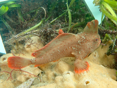 Thymichthys politus