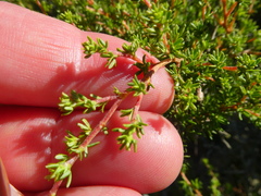 Cliffortia ramosissima