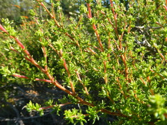 Cliffortia ramosissima