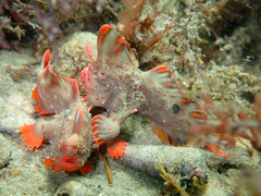 Thymichthys politus