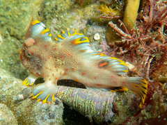 Thymichthys politus