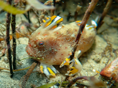 Thymichthys politus