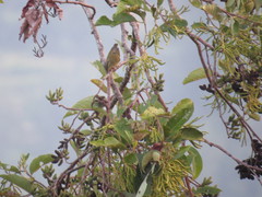 Phylloscopus pulcher