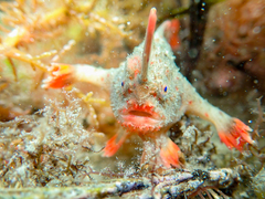 Thymichthys politus