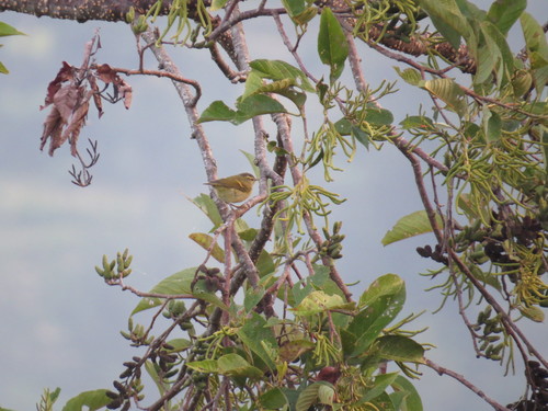 Buff-barred Warbler (Phylloscopus pulcher), photo 10