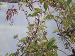 Phylloscopus pulcher