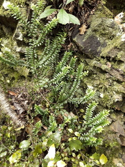 Veronica vernicosa