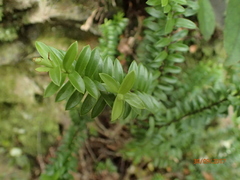 Veronica vernicosa