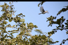 Curruca crassirostris