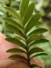 Veronica vernicosa