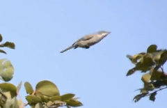 Curruca crassirostris